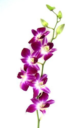 Premium Cut Purple Orchids (20 stems with Vase) (Support Small Business)