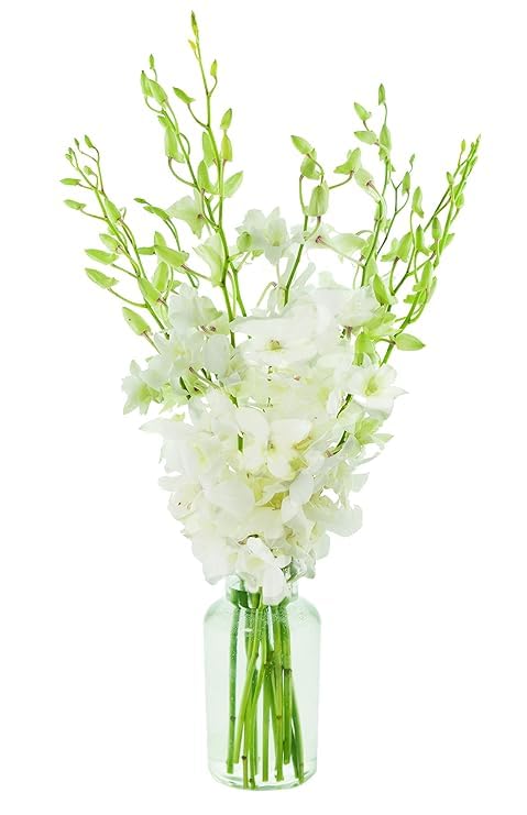 Exotic Sapphire Orchid Bouquet Of 20 Fresh Blue Dendrobium Orchids with Vase - Holidays Collection - KaBloom Prime Next Day - Gift for Birthday, Anniversary, Mother’s Day Fresh Flowers
