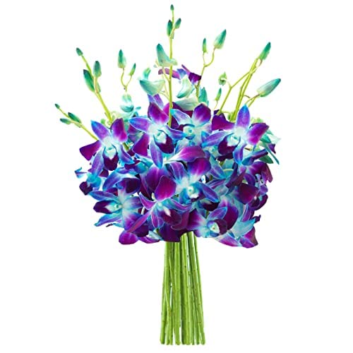 Exotic Sapphire Orchid Bouquet Of 20 Fresh Blue Dendrobium Orchids with Vase - Holidays Collection - KaBloom Prime Next Day - Gift for Birthday, Anniversary, Mother’s Day Fresh Flowers