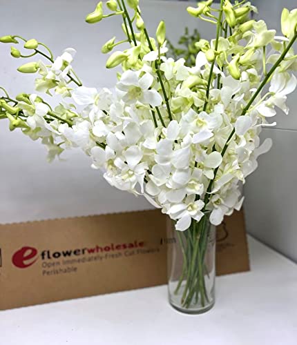 Premium Cut Purple Orchids (20 stems with Vase) (Support Small Business)