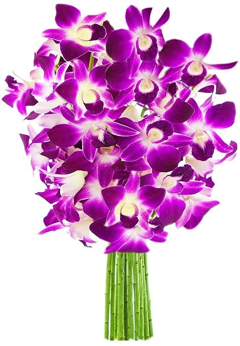 Exotic Sapphire Orchid Bouquet Of 20 Fresh Blue Dendrobium Orchids with Vase - Holidays Collection - KaBloom Prime Next Day - Gift for Birthday, Anniversary, Mother’s Day Fresh Flowers