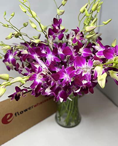 Premium Cut Purple Orchids (20 stems with Vase) (Support Small Business)