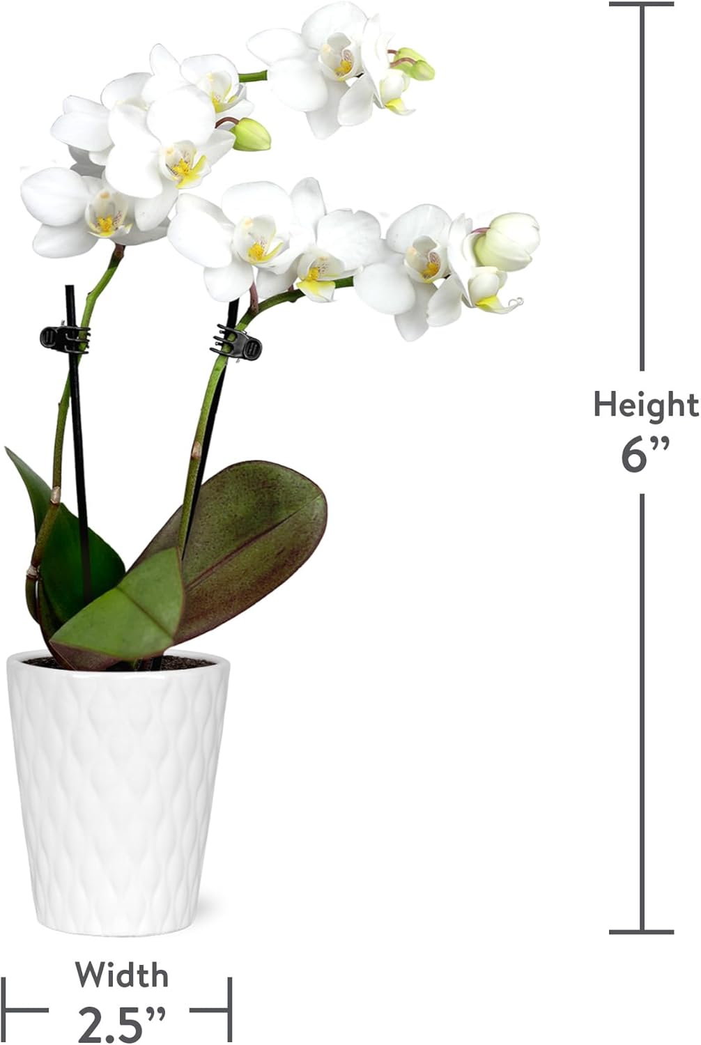 Plants & Blooms Shop Just Add Ice SA5142 Mini Live Red and White Orchids in White Ceramic - 12 Pack, Holiday Party Favors, Home and Office Christmas Decor, 2.5" Diamter, 6" Tall