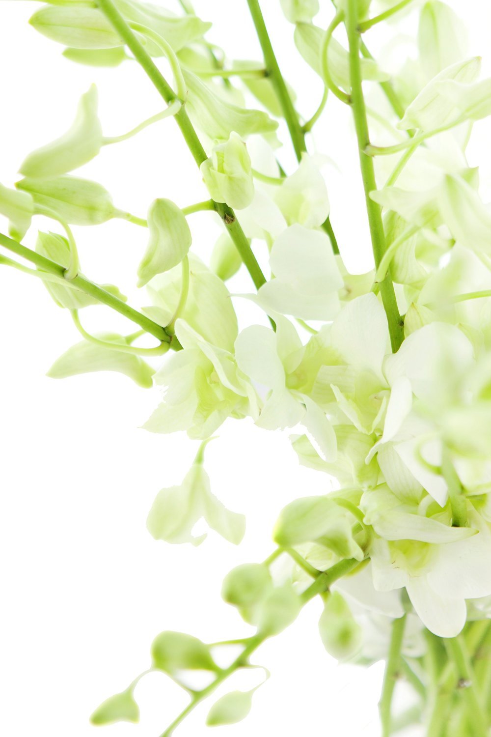 Premium Cut Purple Orchids (20 stems with Vase) (Support Small Business)