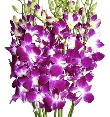 Premium Cut Purple Orchids (20 stems with Vase) (Support Small Business)