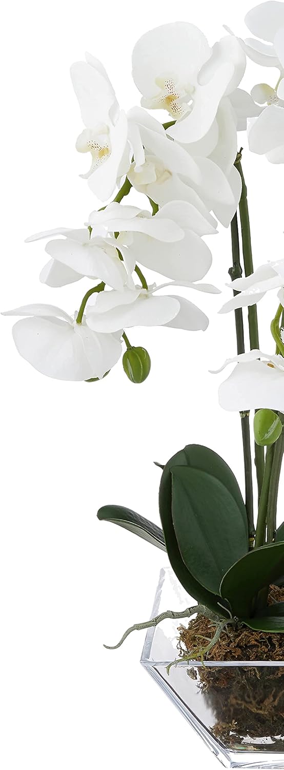 Nearly Natural 4570 Triple Phalaenopsis Orchid in Glass Vase,Green/White