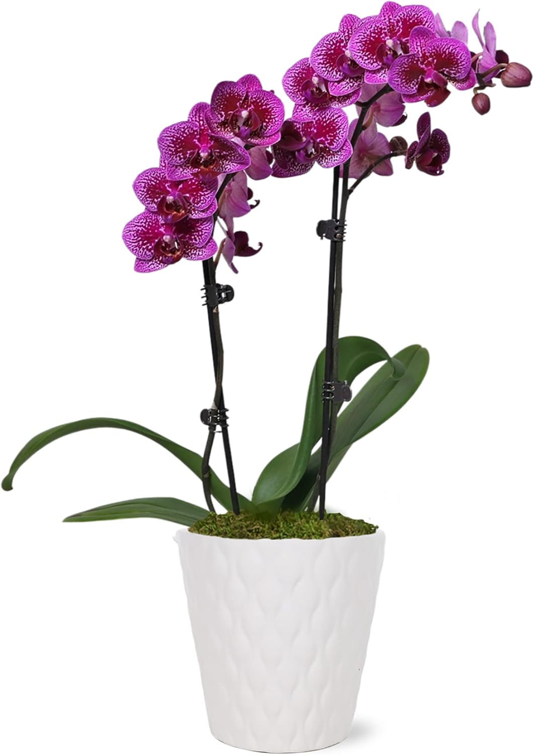 Just Add Ice JA5005 Purple Orchid in White Evi Ceramic Pottery, Live Indoor Plant, Long-Lasting Fresh Flowers, Easy to Grow Gift for Wife, Mom, Her, Elegant Home Décor Planter, 3" Diameter, 15" Tall