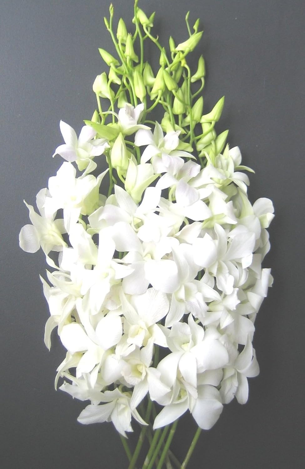 Premium Cut Purple Orchids (20 stems with Vase) (Support Small Business)