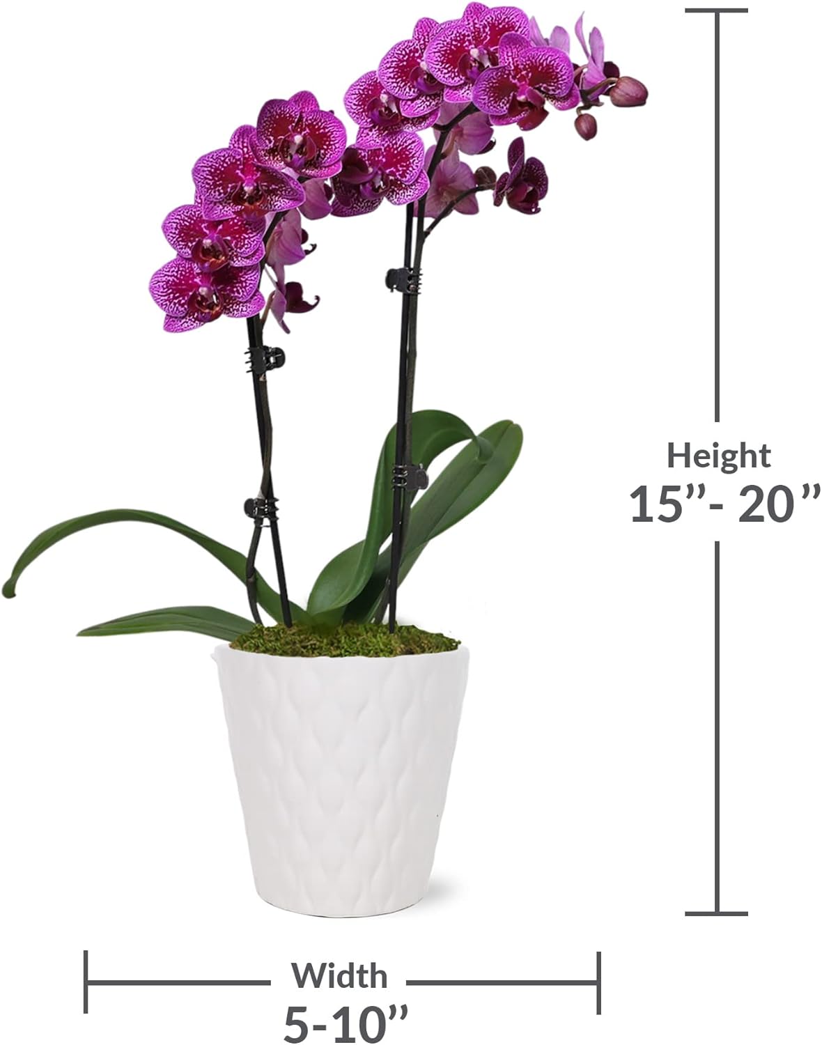 Just Add Ice JA5005 Purple Orchid in White Evi Ceramic Pottery, Live Indoor Plant, Long-Lasting Fresh Flowers, Easy to Grow Gift for Wife, Mom, Her, Elegant Home Décor Planter, 3" Diameter, 15" Tall
