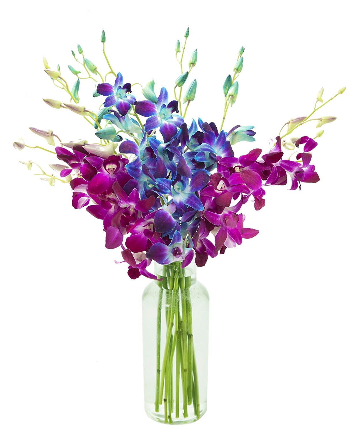 Exotic Sapphire Orchid Bouquet Of 20 Fresh Blue Dendrobium Orchids with Vase - Holidays Collection - KaBloom Prime Next Day - Gift for Birthday, Anniversary, Mother’s Day Fresh Flowers