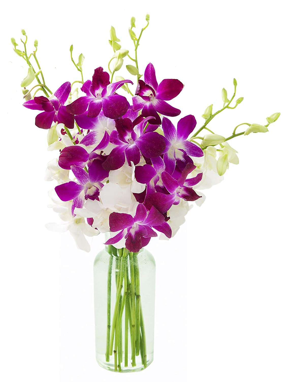 Exotic Sapphire Orchid Bouquet Of 20 Fresh Blue Dendrobium Orchids with Vase - Holidays Collection - KaBloom Prime Next Day - Gift for Birthday, Anniversary, Mother’s Day Fresh Flowers