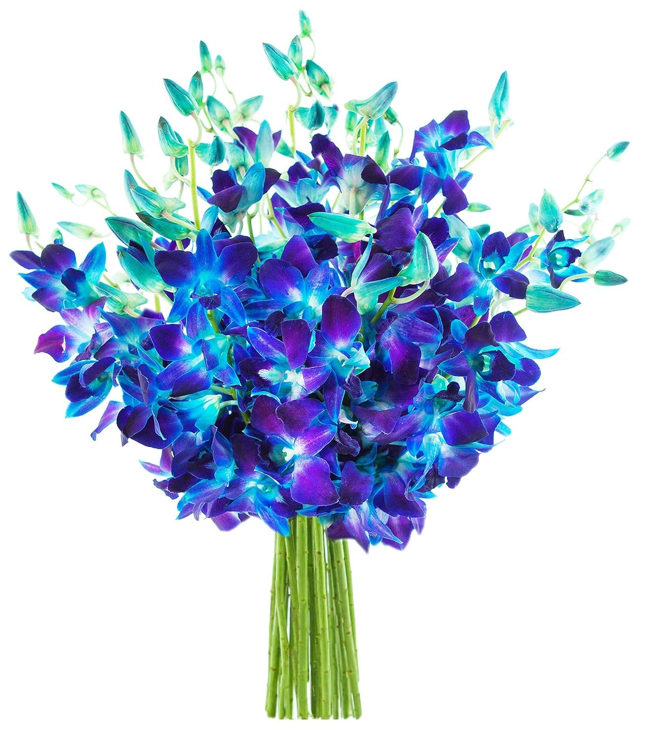 Exotic Sapphire Orchid Bouquet Of 20 Fresh Blue Dendrobium Orchids with Vase - Holidays Collection - KaBloom Prime Next Day - Gift for Birthday, Anniversary, Mother’s Day Fresh Flowers