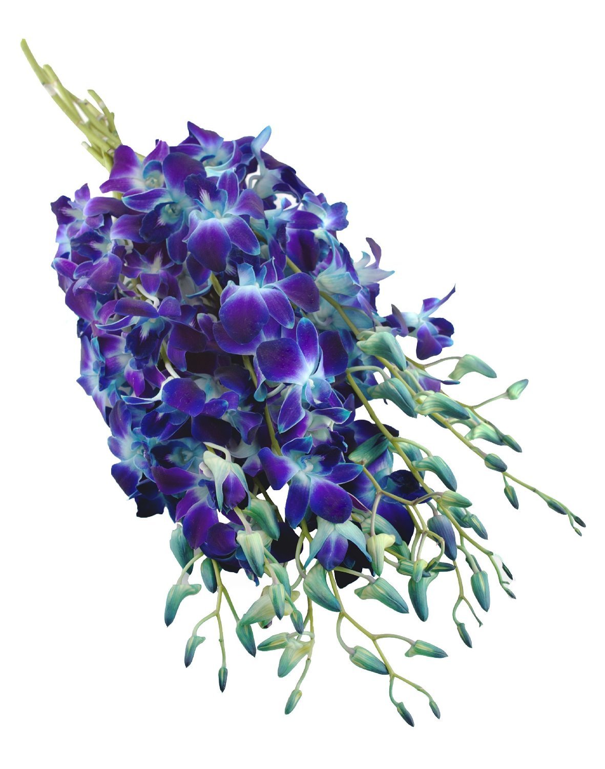 Premium Cut Purple Orchids (20 stems with Vase) (Support Small Business)