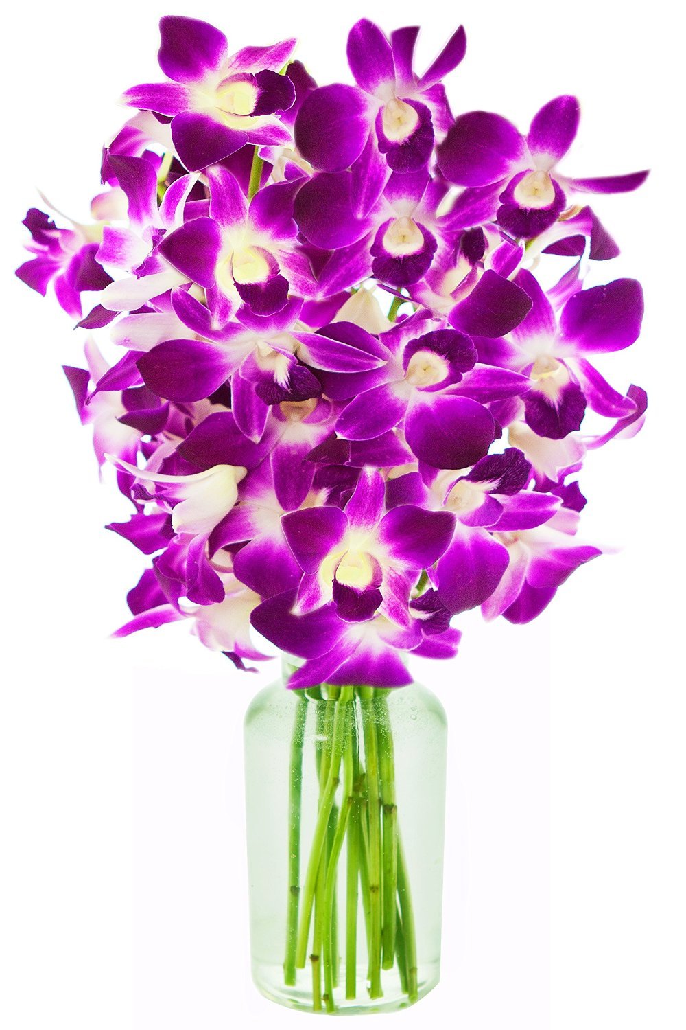Premium Cut Purple Orchids (20 stems with Vase) (Support Small Business)