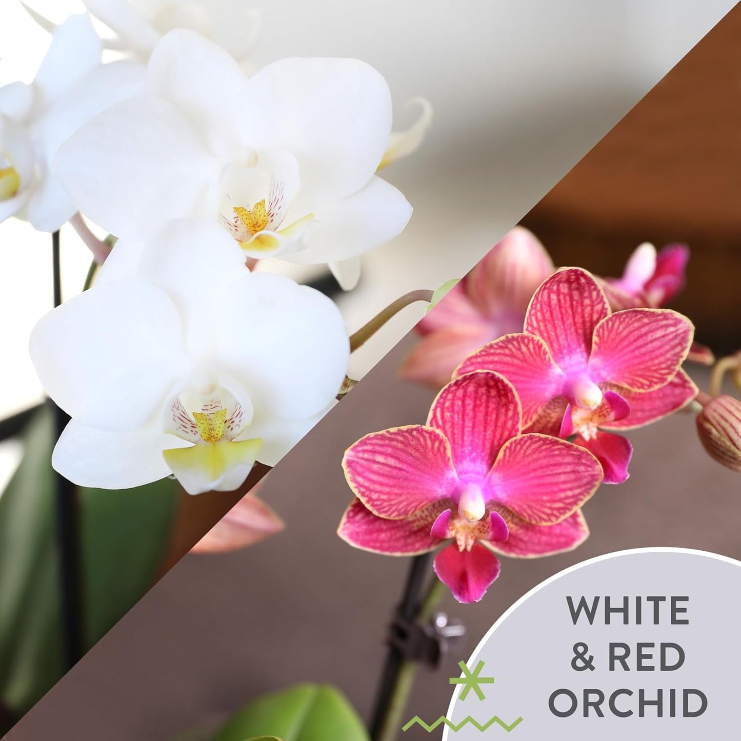 Plants & Blooms Shop Just Add Ice SA5142 Mini Live Red and White Orchids in White Ceramic - 12 Pack, Holiday Party Favors, Home and Office Christmas Decor, 2.5" Diamter, 6" Tall