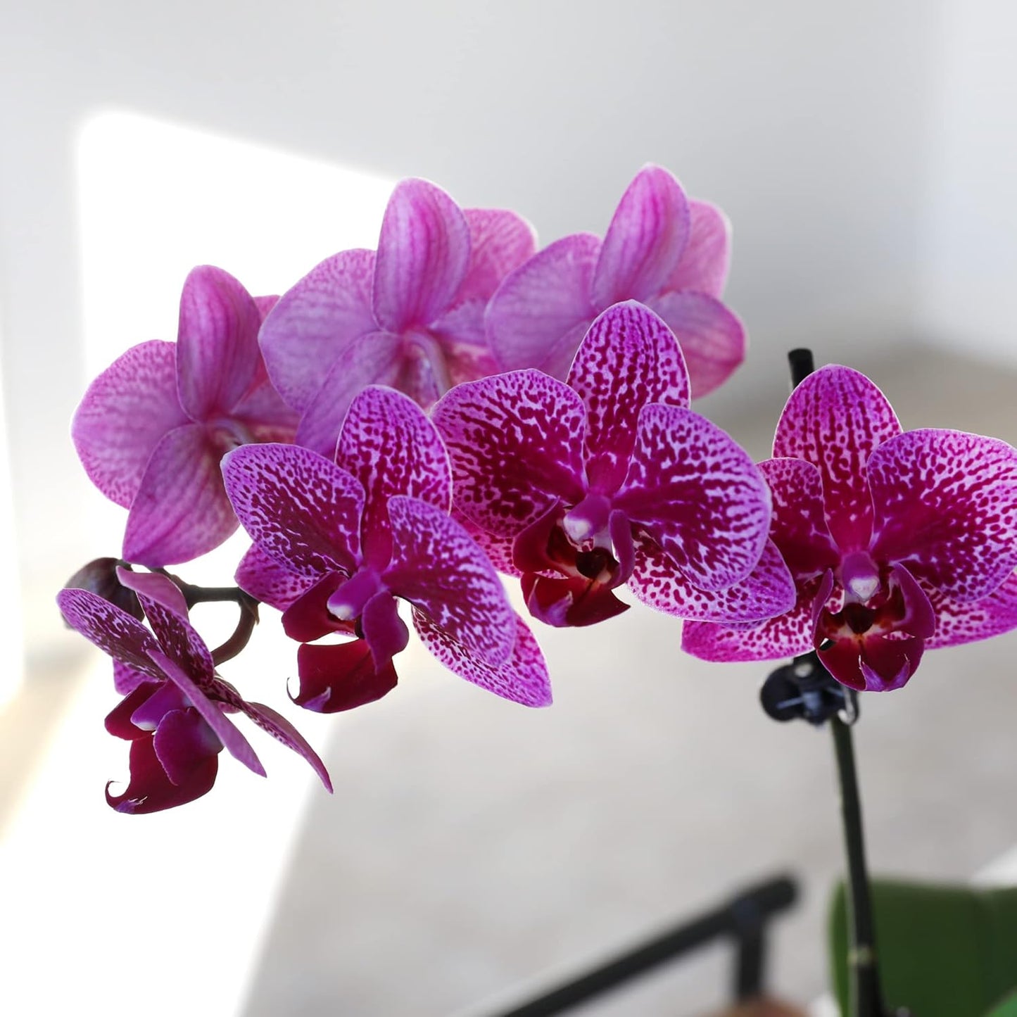 Just Add Ice JA5005 Purple Orchid in White Evi Ceramic Pottery, Live Indoor Plant, Long-Lasting Fresh Flowers, Easy to Grow Gift for Wife, Mom, Her, Elegant Home Décor Planter, 3" Diameter, 15" Tall