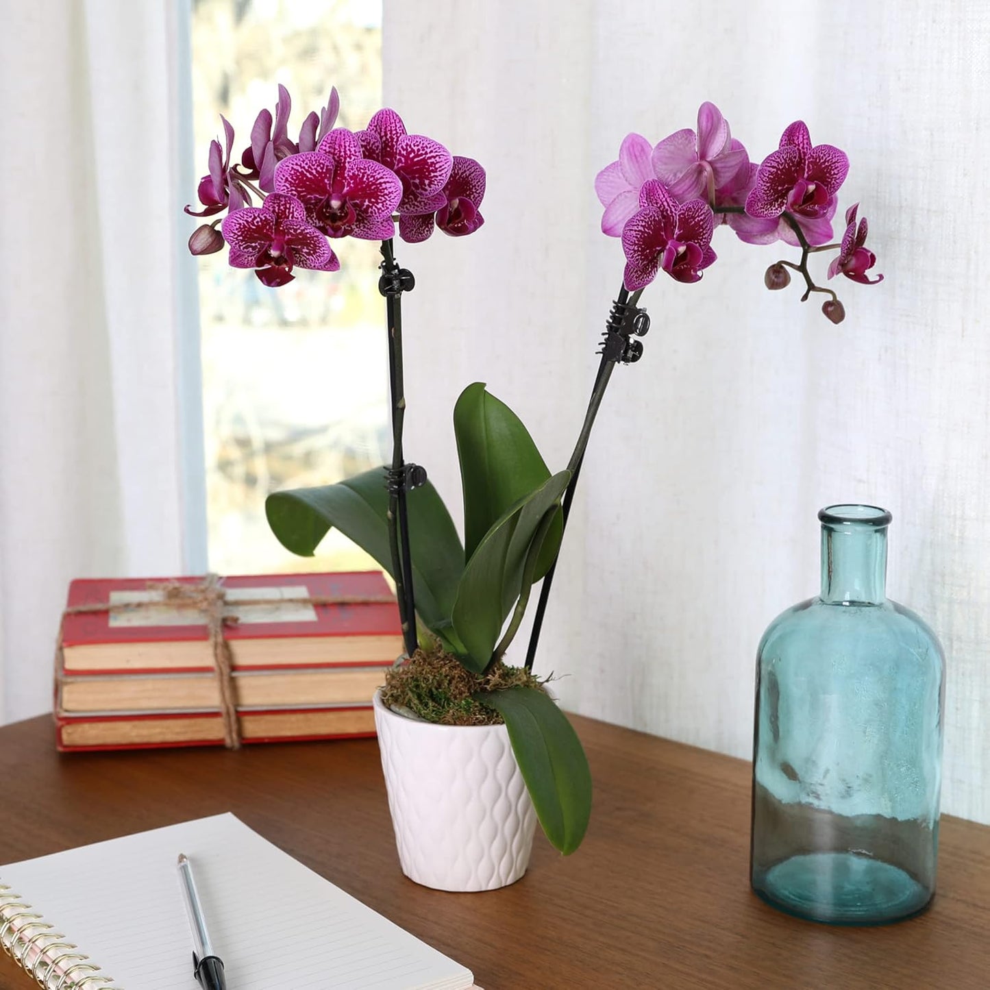 Just Add Ice JA5005 Purple Orchid in White Evi Ceramic Pottery, Live Indoor Plant, Long-Lasting Fresh Flowers, Easy to Grow Gift for Wife, Mom, Her, Elegant Home Décor Planter, 3" Diameter, 15" Tall