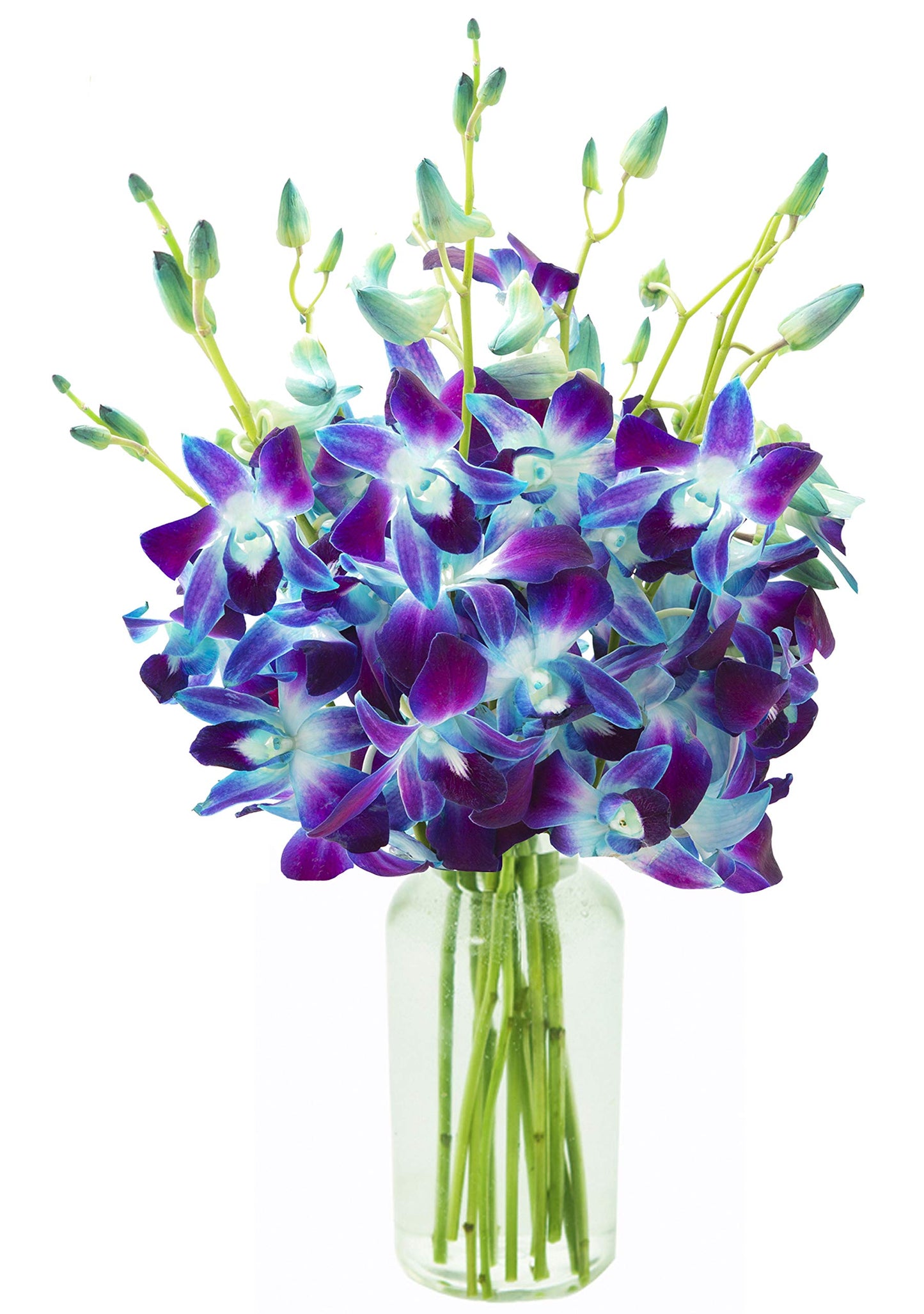 Exotic Sapphire Orchid Bouquet Of 20 Fresh Blue Dendrobium Orchids with Vase - Holidays Collection - KaBloom Prime Next Day - Gift for Birthday, Anniversary, Mother’s Day Fresh Flowers
