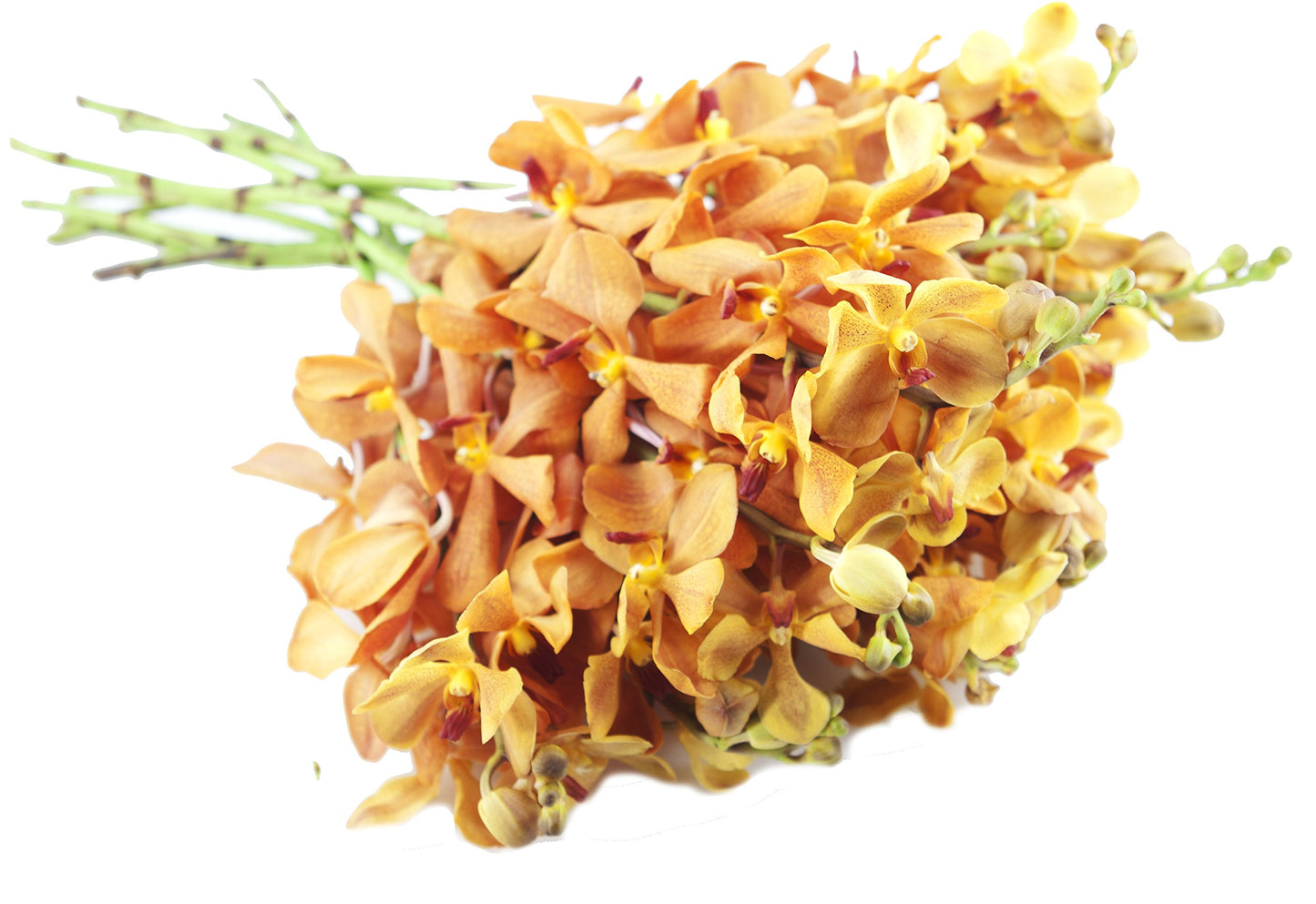 DELIVERY by Fri, 02/09 Guaranteed IF Order Placed by 02/08 Before 2PM EST.KaBloom Valentine's PRIME NEXT DAY DELIVERY - Gold-touched Mokara Orchid Bouquet (20 stems) with Vase Gift for Valentine