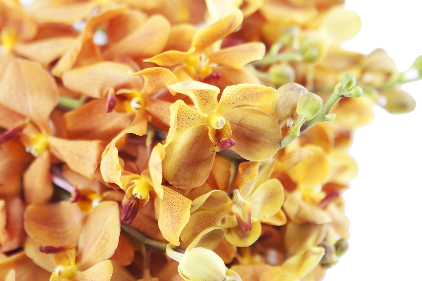 DELIVERY by Fri, 02/09 Guaranteed IF Order Placed by 02/08 Before 2PM EST.KaBloom Valentine's PRIME NEXT DAY DELIVERY - Gold-touched Mokara Orchid Bouquet (20 stems) with Vase Gift for Valentine
