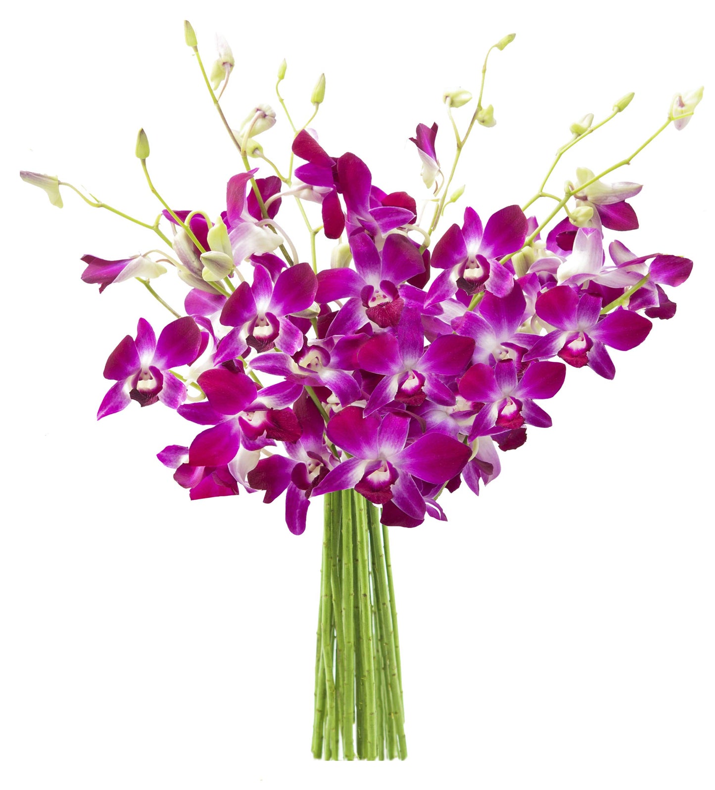 Exotic Sapphire Orchid Bouquet Of 20 Fresh Blue Dendrobium Orchids with Vase - Holidays Collection - KaBloom Prime Next Day - Gift for Birthday, Anniversary, Mother’s Day Fresh Flowers