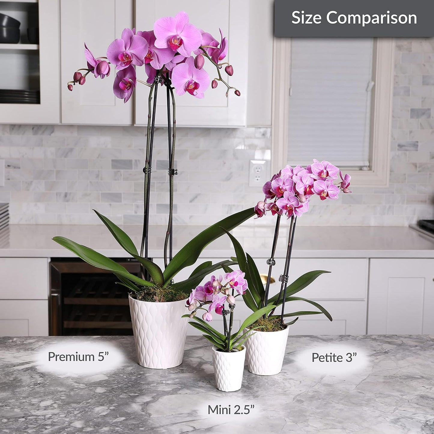 Just Add Ice JA5005 Purple Orchid in White Evi Ceramic Pottery, Live Indoor Plant, Long-Lasting Fresh Flowers, Easy to Grow Gift for Wife, Mom, Her, Elegant Home Décor Planter, 3" Diameter, 15" Tall