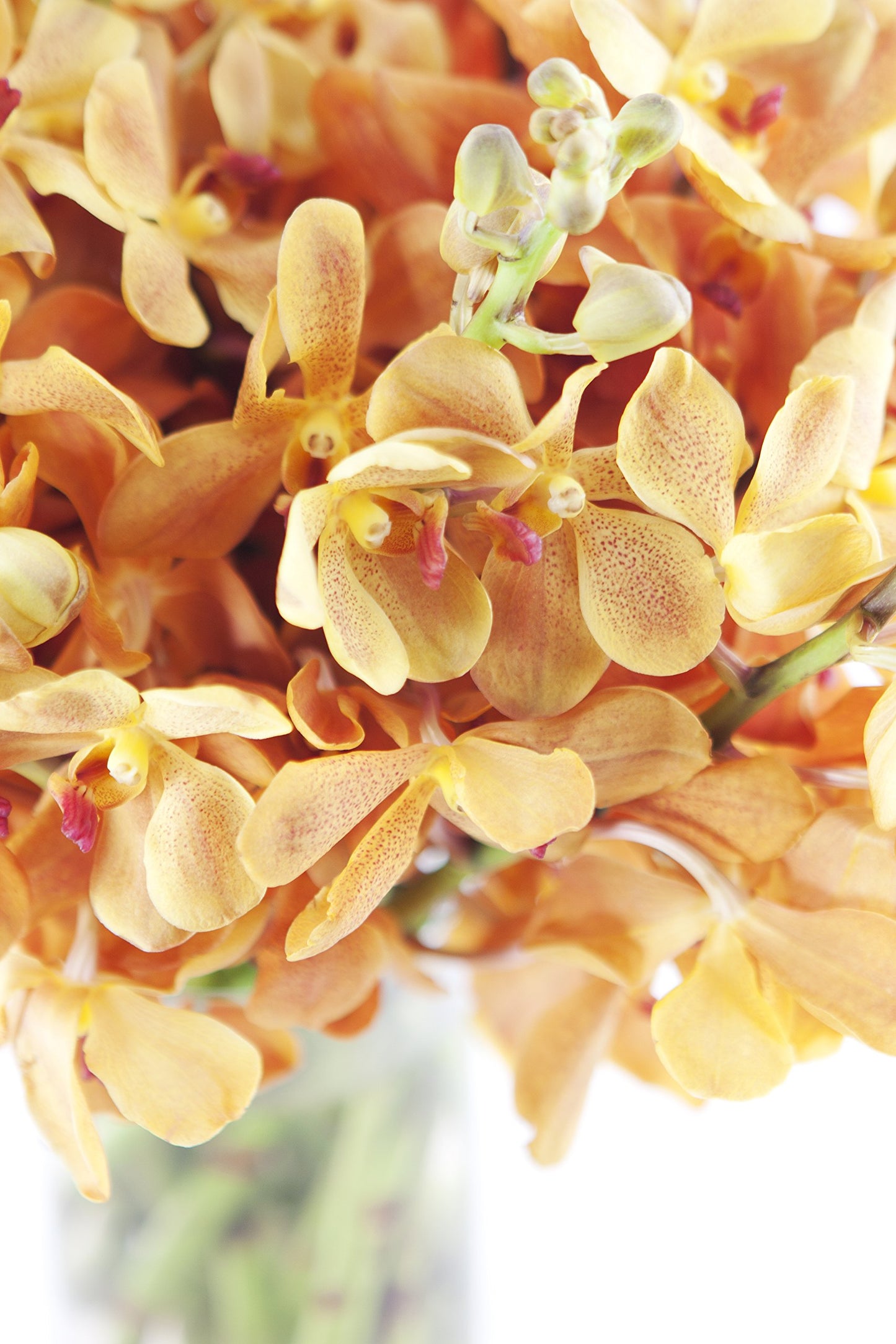 DELIVERY by Fri, 02/09 Guaranteed IF Order Placed by 02/08 Before 2PM EST.KaBloom Valentine's PRIME NEXT DAY DELIVERY - Gold-touched Mokara Orchid Bouquet (20 stems) with Vase Gift for Valentine