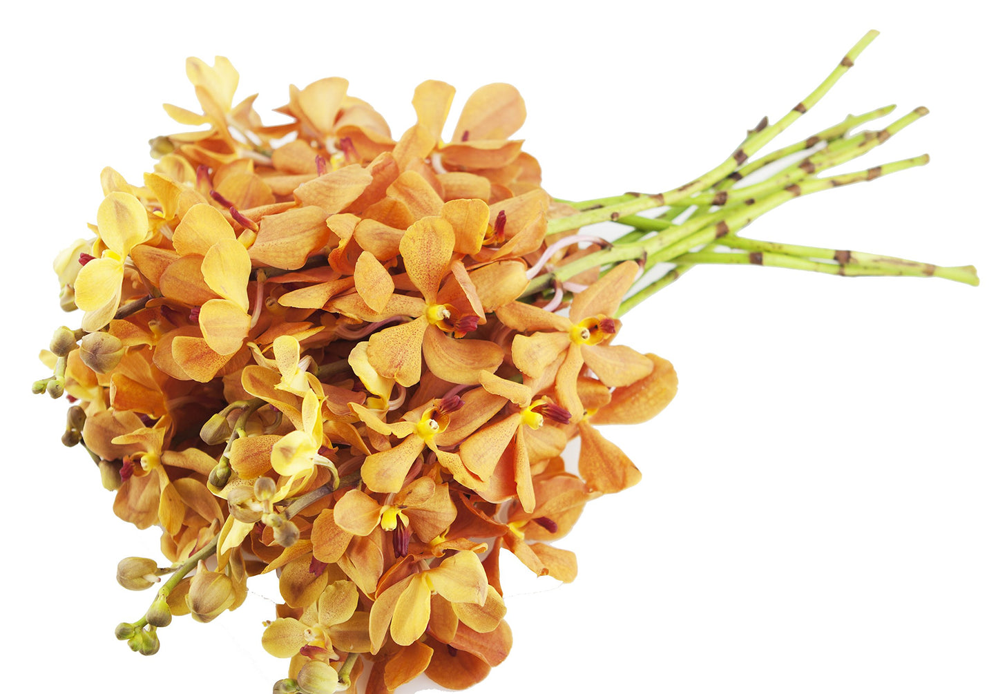 DELIVERY by Fri, 02/09 Guaranteed IF Order Placed by 02/08 Before 2PM EST.KaBloom Valentine's PRIME NEXT DAY DELIVERY - Gold-touched Mokara Orchid Bouquet (20 stems) with Vase Gift for Valentine