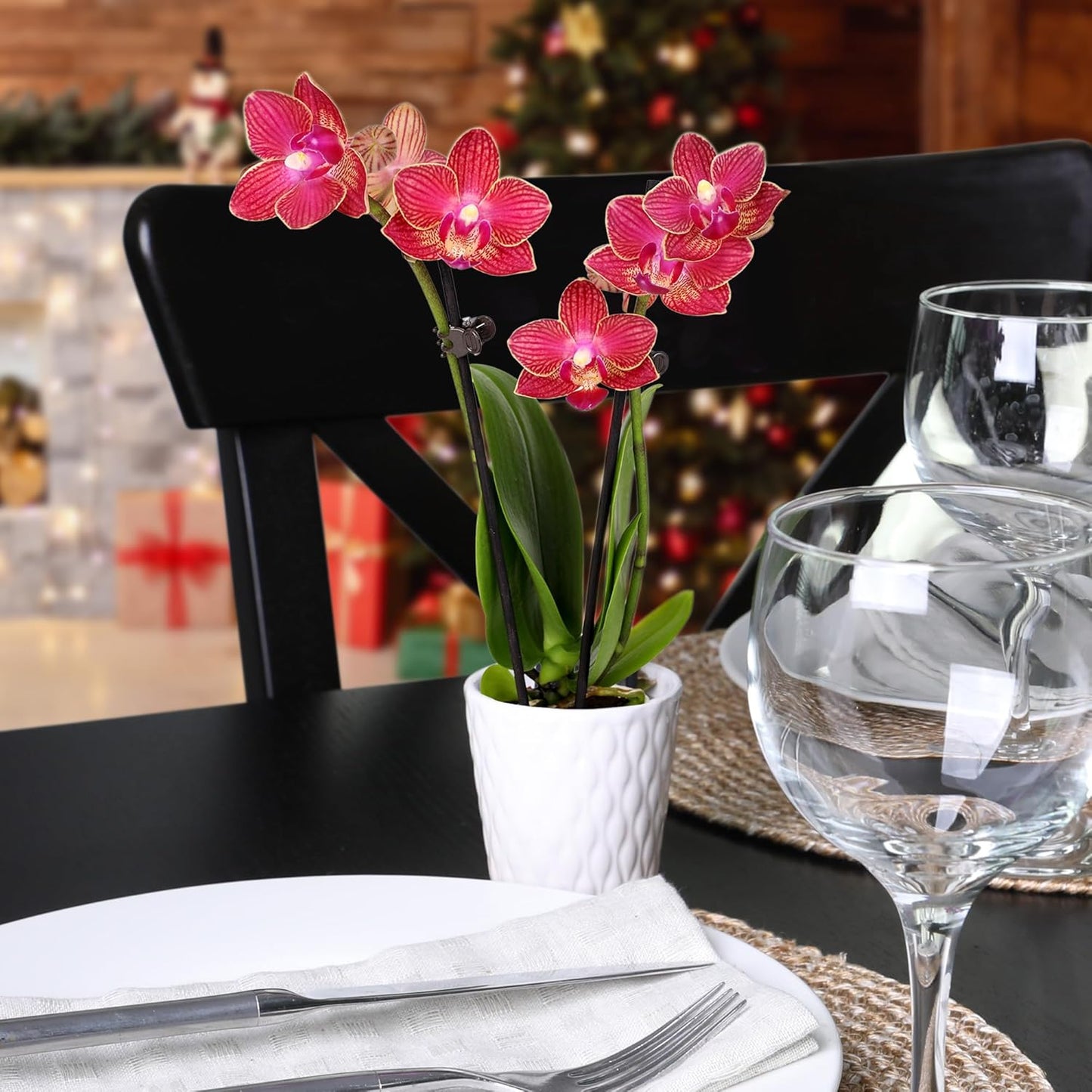 Plants & Blooms Shop Just Add Ice SA5142 Mini Live Red and White Orchids in White Ceramic - 12 Pack, Holiday Party Favors, Home and Office Christmas Decor, 2.5" Diamter, 6" Tall