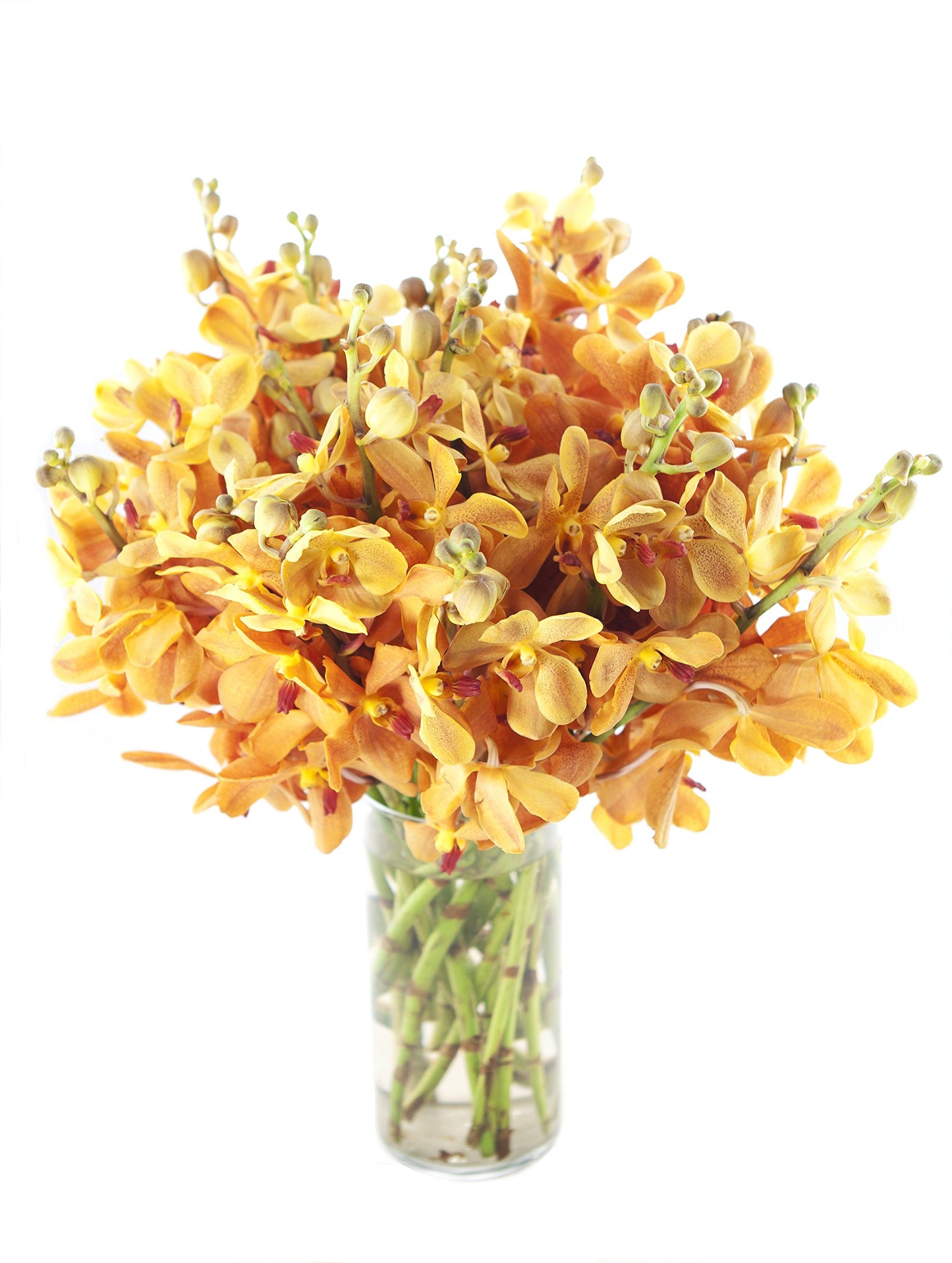 DELIVERY by Fri, 02/09 Guaranteed IF Order Placed by 02/08 Before 2PM EST.KaBloom Valentine's PRIME NEXT DAY DELIVERY - Gold-touched Mokara Orchid Bouquet (20 stems) with Vase Gift for Valentine