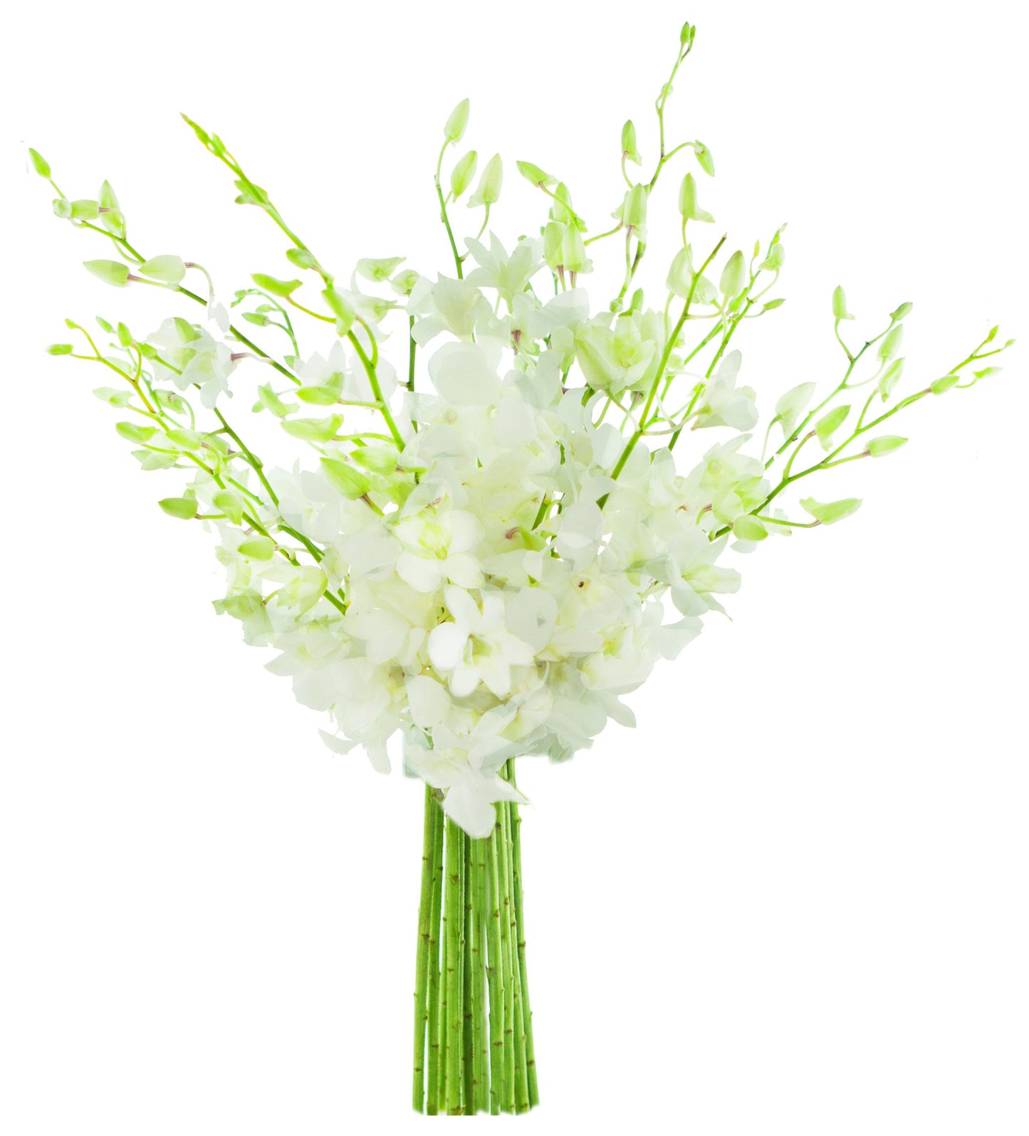 Exotic Sapphire Orchid Bouquet Of 20 Fresh Blue Dendrobium Orchids with Vase - Holidays Collection - KaBloom Prime Next Day - Gift for Birthday, Anniversary, Mother’s Day Fresh Flowers
