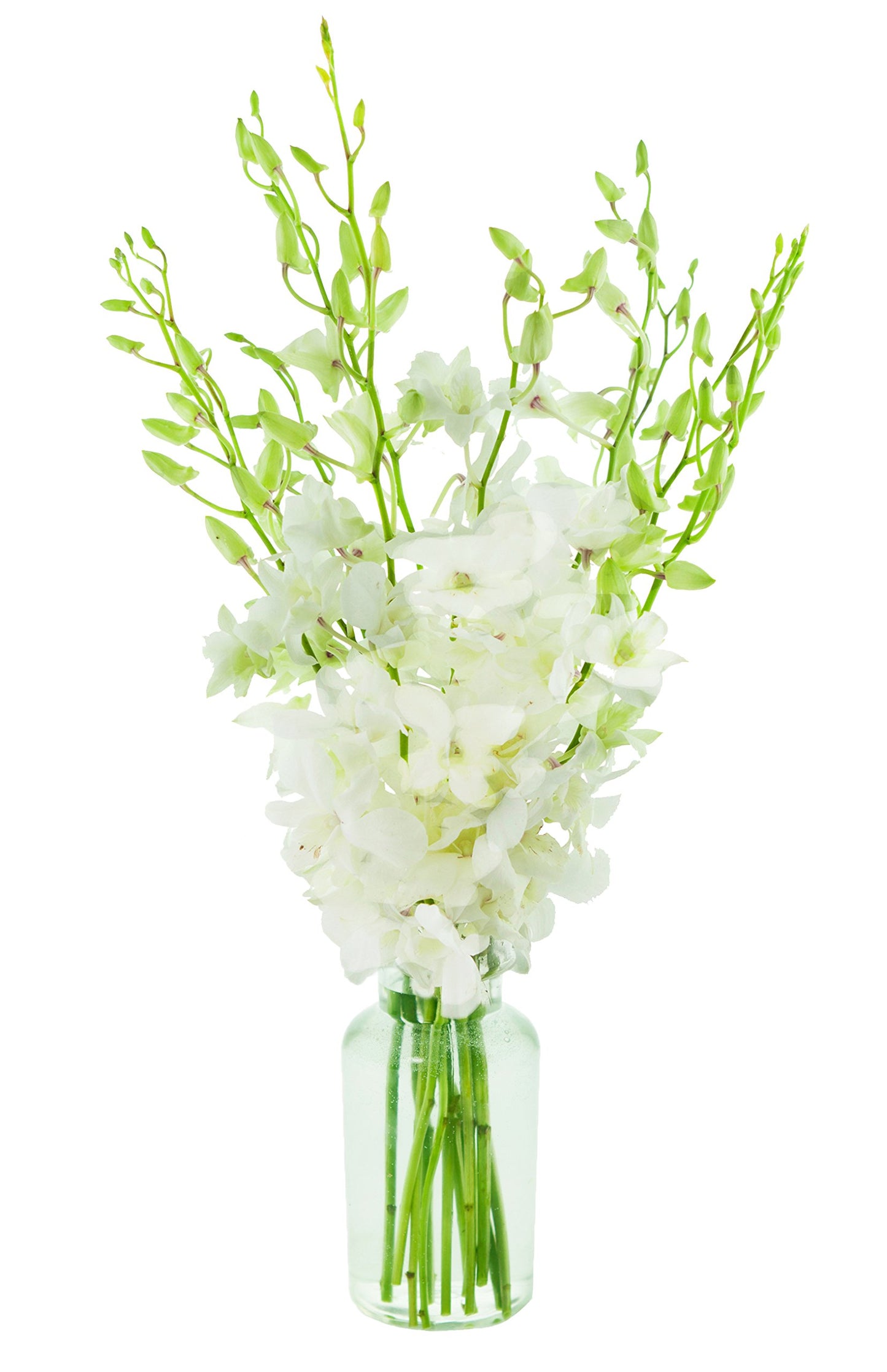 Exotic Sapphire Orchid Bouquet Of 20 Fresh Blue Dendrobium Orchids with Vase - Holidays Collection - KaBloom Prime Next Day - Gift for Birthday, Anniversary, Mother’s Day Fresh Flowers