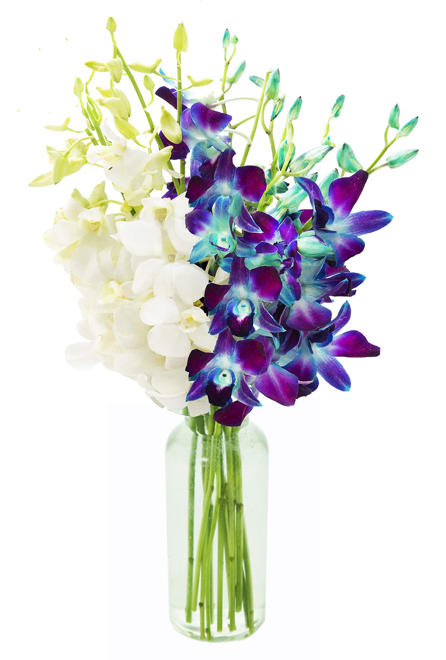 Exotic Sapphire Orchid Bouquet Of 20 Fresh Blue Dendrobium Orchids with Vase - Holidays Collection - KaBloom Prime Next Day - Gift for Birthday, Anniversary, Mother’s Day Fresh Flowers