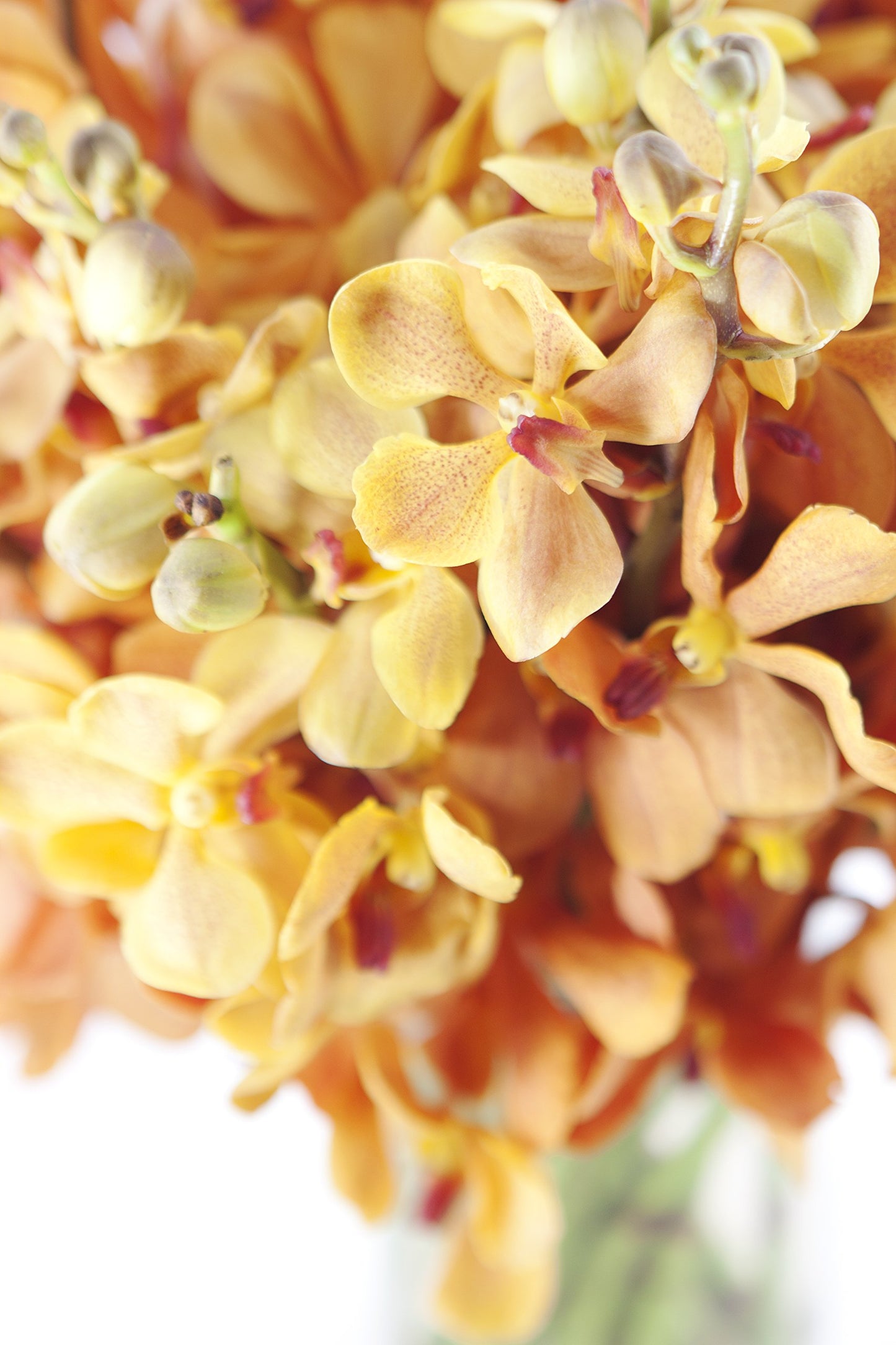 DELIVERY by Fri, 02/09 Guaranteed IF Order Placed by 02/08 Before 2PM EST.KaBloom Valentine's PRIME NEXT DAY DELIVERY - Gold-touched Mokara Orchid Bouquet (20 stems) with Vase Gift for Valentine