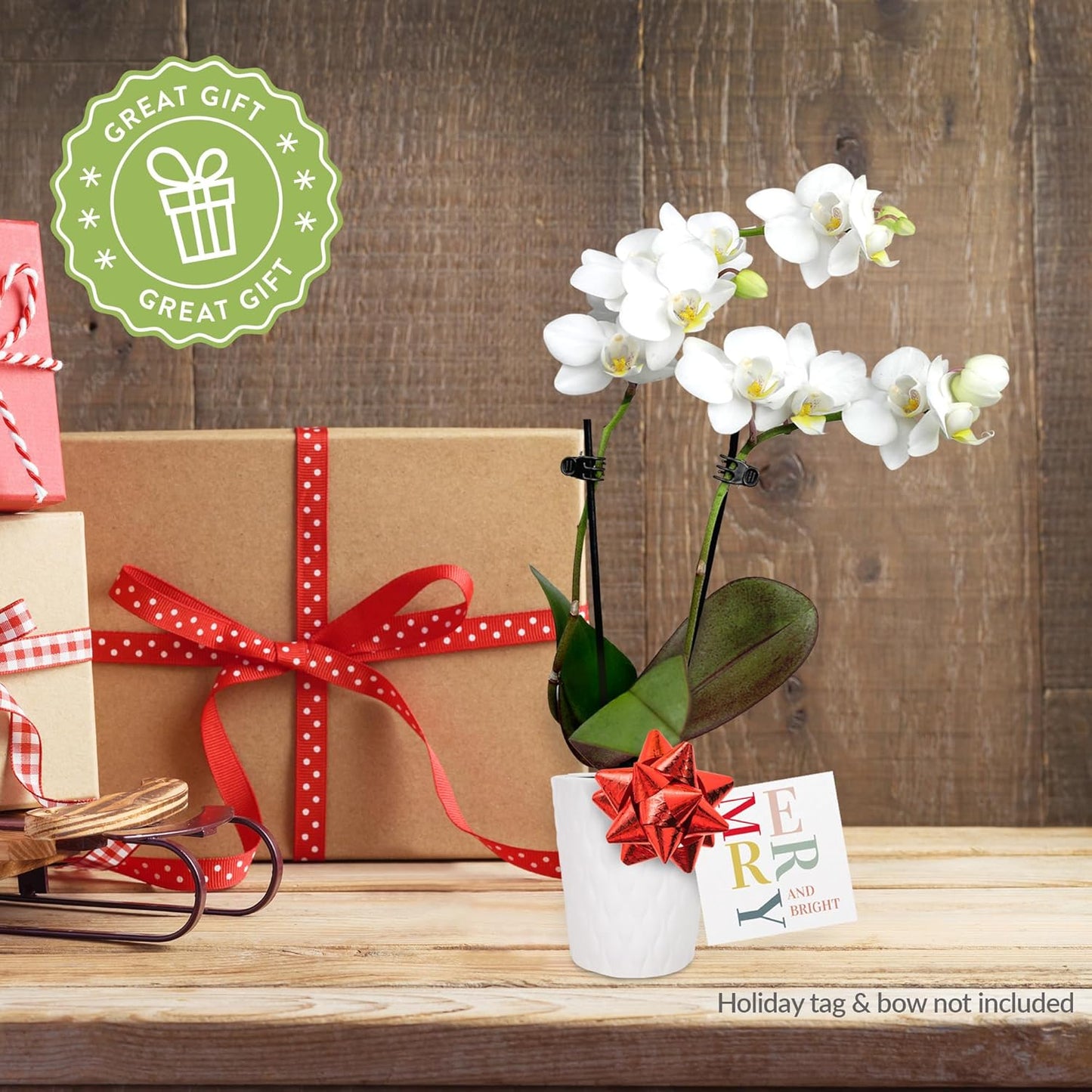 Plants & Blooms Shop Just Add Ice SA5142 Mini Live Red and White Orchids in White Ceramic - 12 Pack, Holiday Party Favors, Home and Office Christmas Decor, 2.5" Diamter, 6" Tall