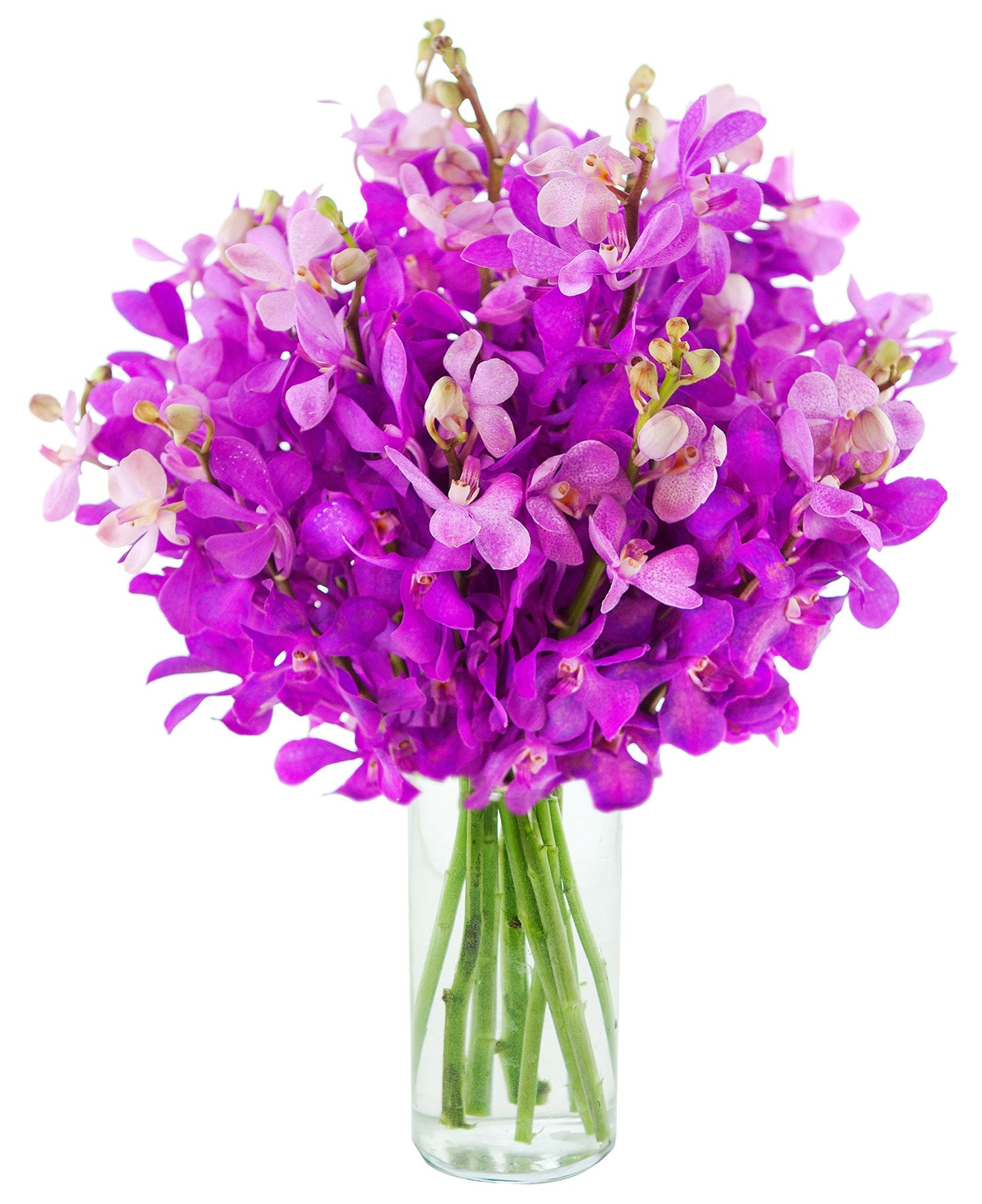 Exotic Sapphire Orchid Bouquet Of 20 Fresh Blue Dendrobium Orchids with Vase - Holidays Collection - KaBloom Prime Next Day - Gift for Birthday, Anniversary, Mother’s Day Fresh Flowers