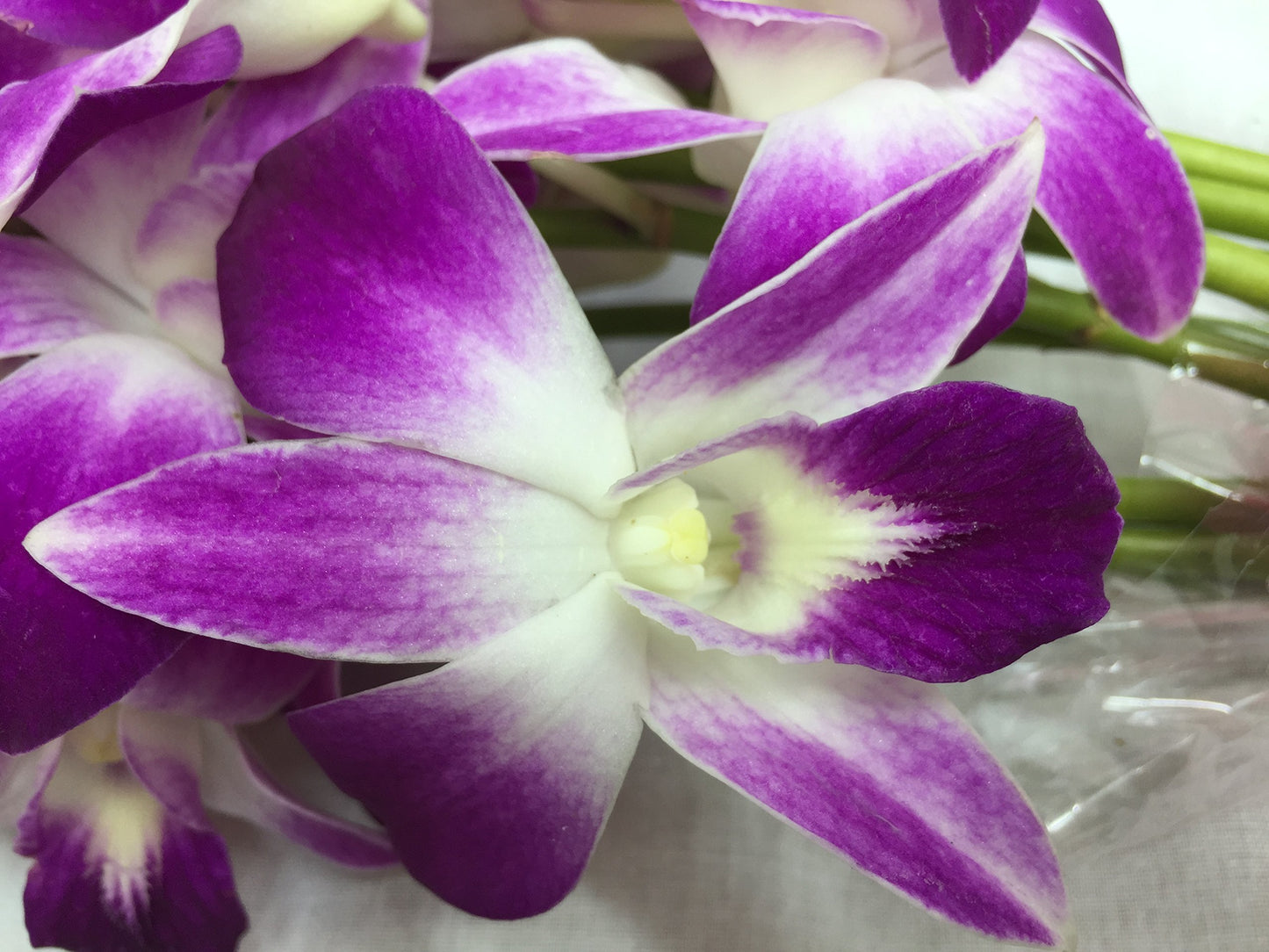 Premium Cut Purple Orchids (20 stems with Vase) (Support Small Business)