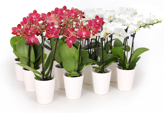 Plants & Blooms Shop Just Add Ice SA5142 Mini Live Red and White Orchids in White Ceramic - 12 Pack, Holiday Party Favors, Home and Office Christmas Decor, 2.5" Diamter, 6" Tall
