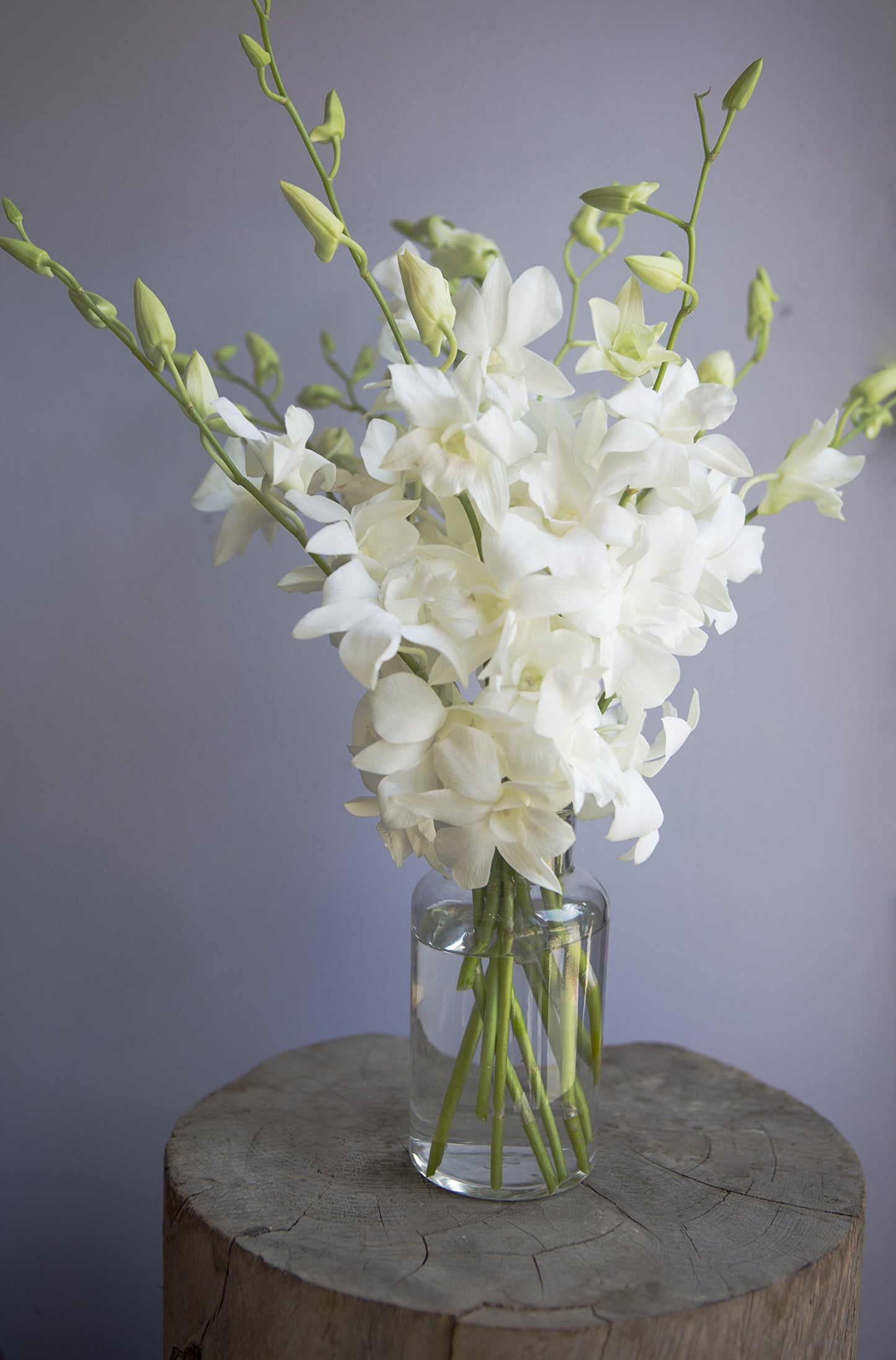 Exotic Sapphire Orchid Bouquet Of 20 Fresh Blue Dendrobium Orchids with Vase - Holidays Collection - KaBloom Prime Next Day - Gift for Birthday, Anniversary, Mother’s Day Fresh Flowers