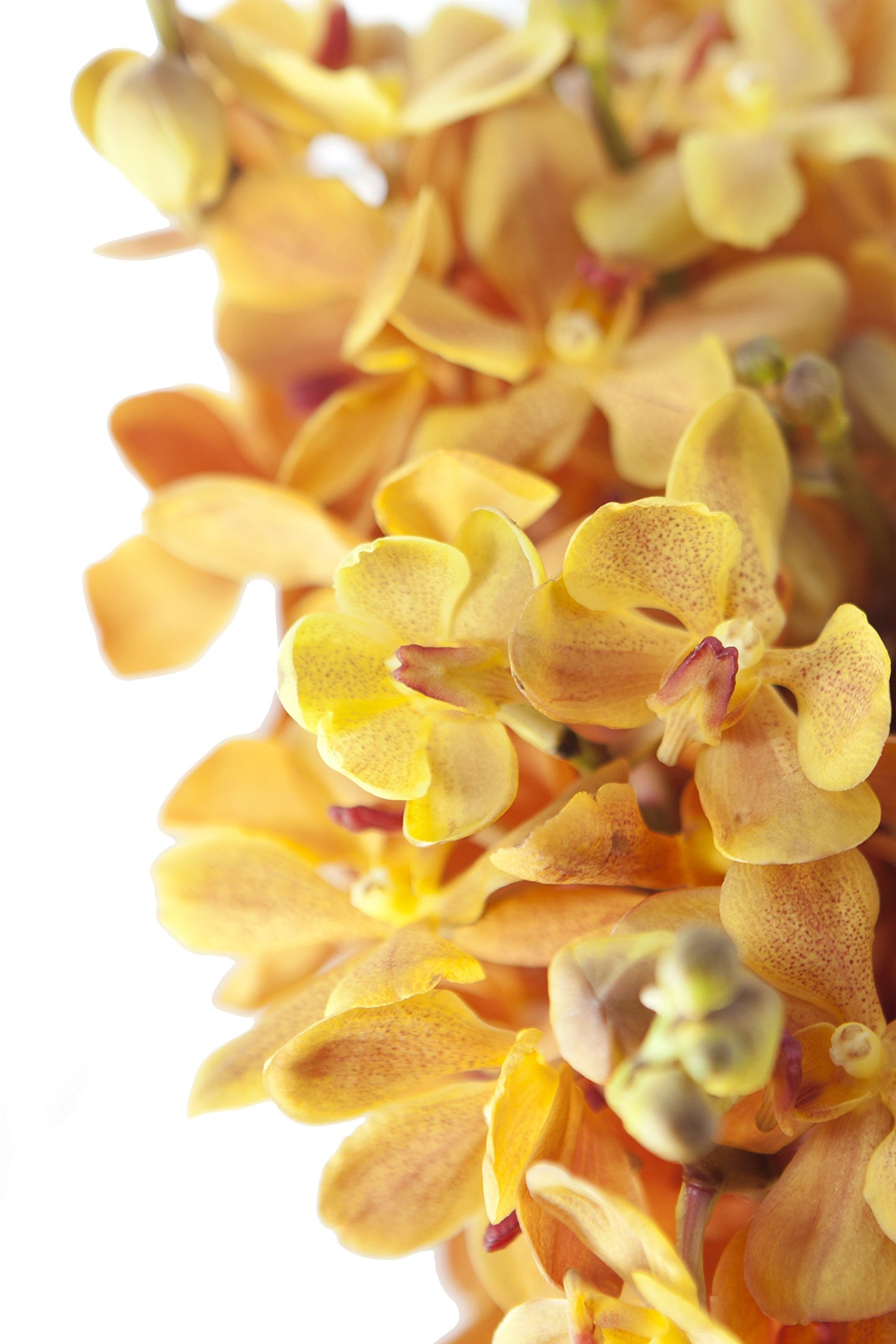 DELIVERY by Fri, 02/09 Guaranteed IF Order Placed by 02/08 Before 2PM EST.KaBloom Valentine's PRIME NEXT DAY DELIVERY - Gold-touched Mokara Orchid Bouquet (20 stems) with Vase Gift for Valentine