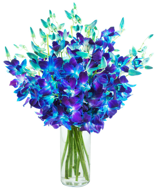 Exotic Sapphire Orchid Bouquet Of 20 Fresh Blue Dendrobium Orchids with Vase - Holidays Collection - KaBloom Prime Next Day - Gift for Birthday, Anniversary, Mother’s Day Fresh Flowers