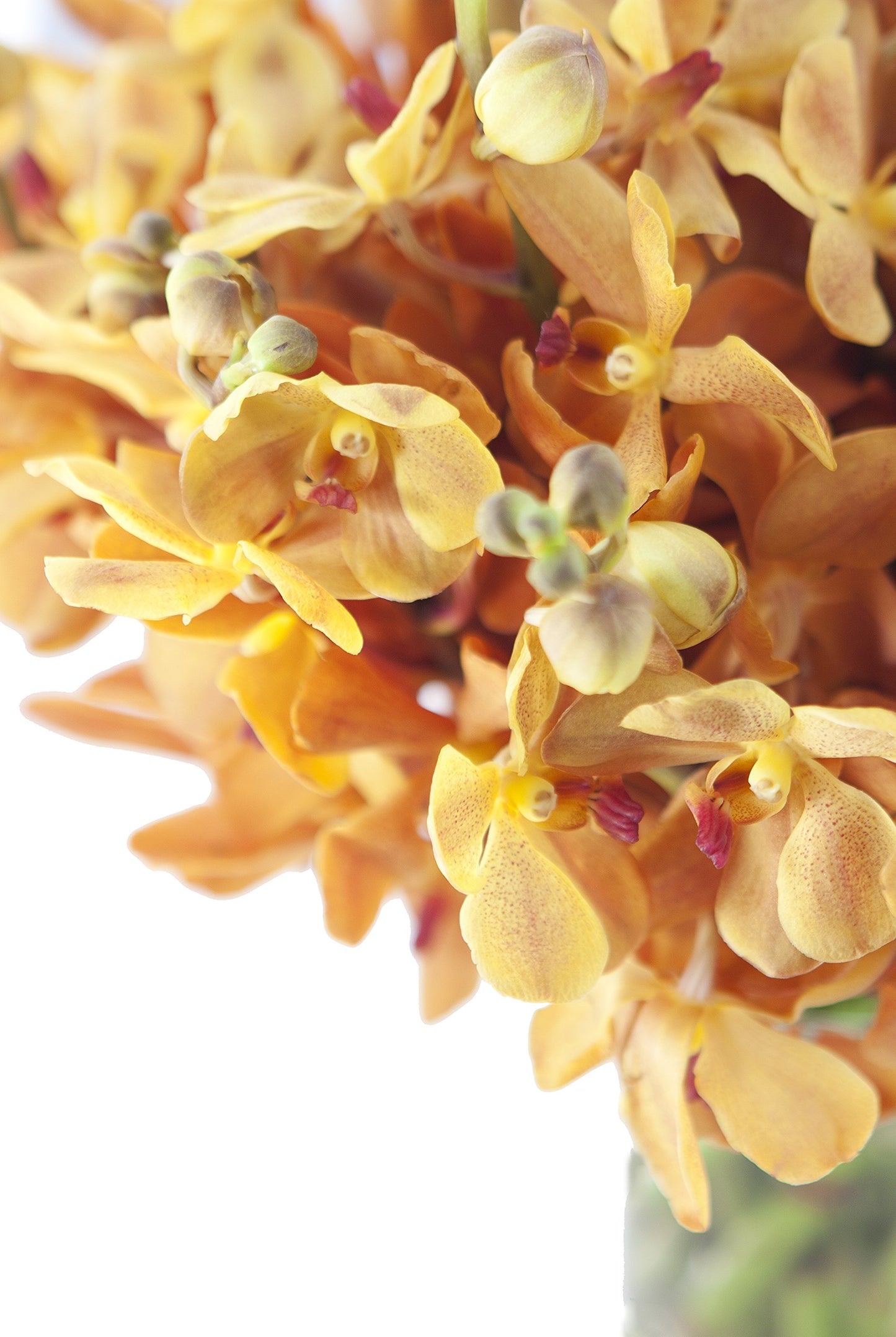 DELIVERY by Fri, 02/09 Guaranteed IF Order Placed by 02/08 Before 2PM EST.KaBloom Valentine's PRIME NEXT DAY DELIVERY - Gold-touched Mokara Orchid Bouquet (20 stems) with Vase Gift for Valentine